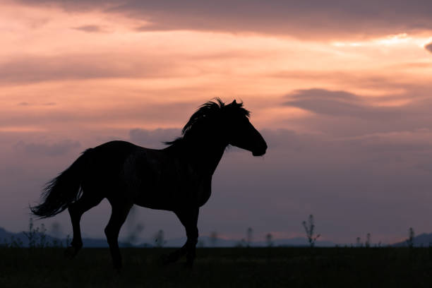 istock Wild Horse at Sunset 1158638471