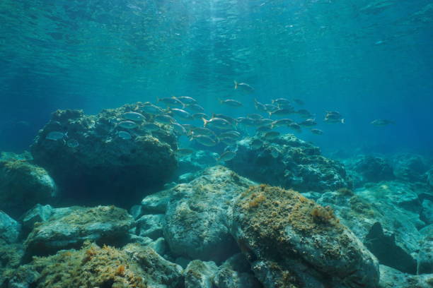istock Underwater seascape fish school and rocky bottom 1158638486