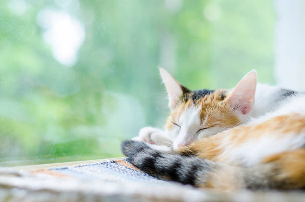 istock Tricolor cat sleeping near the window. Lazy. 1158640114