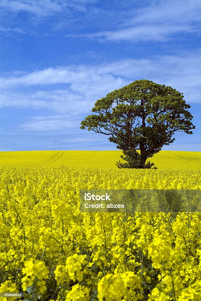 Champ de colza avec arbre sur Belle journée ensoleillée - Photo de Agriculture libre de droits