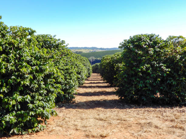istock Coffee bean on coffee tree in cafe plantation 1158641189