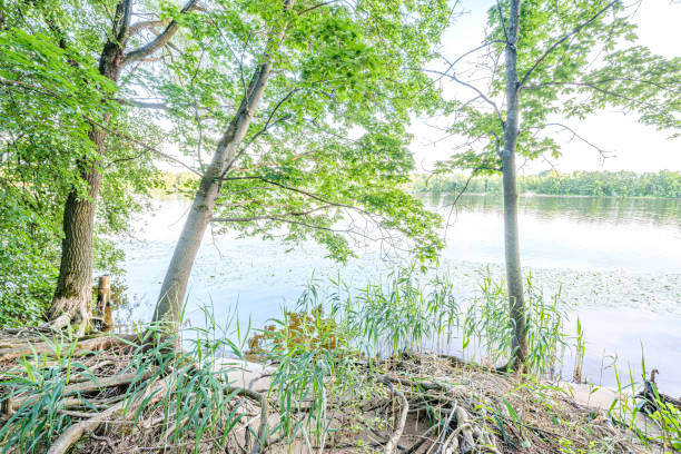 istock calm summer day evening by the forest lake in forest 1158642475