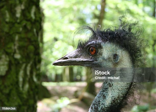 Schlechte Haare Tag1 Stockfoto und mehr Bilder von Afrika - Afrika, Emu, Extreme Nahaufnahme