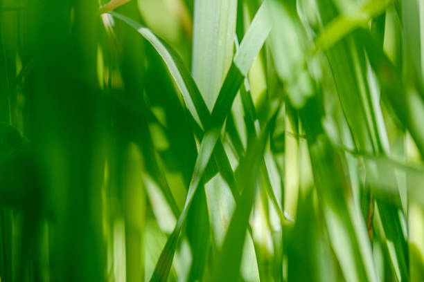istock green grass in meadow pasture with blur effect 1158643090