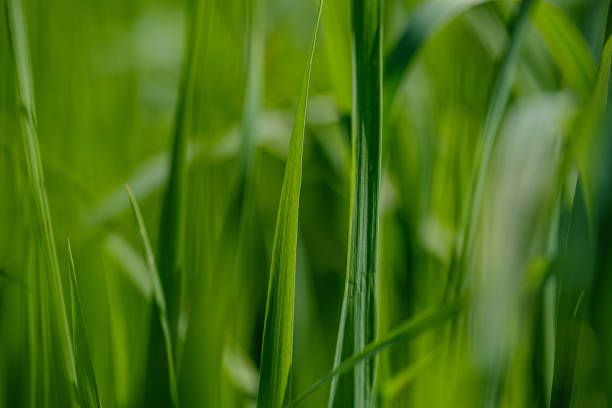 istock green grass in meadow pasture with blur effect 1158643100