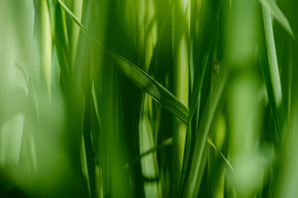 istock green grass in meadow pasture with blur effect 1158643102