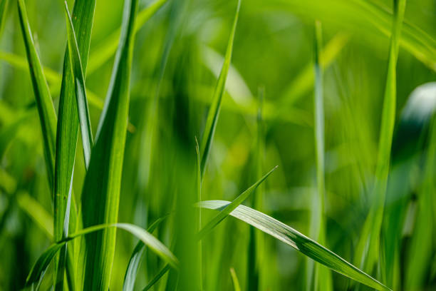istock green grass in meadow pasture with blur effect 1158643103