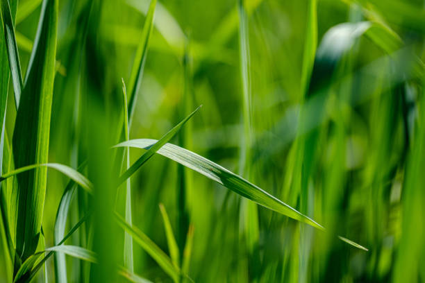 istock green grass in meadow pasture with blur effect 1158643125