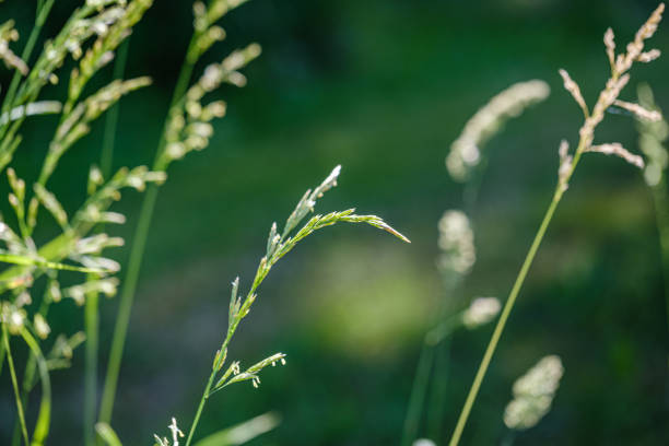 istock green grass in meadow pasture with blur effect 1158643168