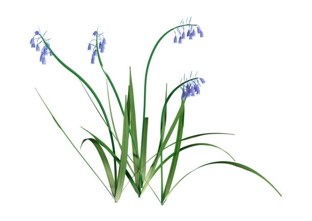 istock 3D illustration bluebell flowers on white 1158643667