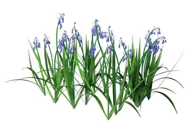 istock 3D illustration bluebell flowers on white 1158643678