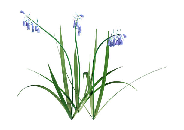 istock 3D illustration bluebell flowers on white 1158643699