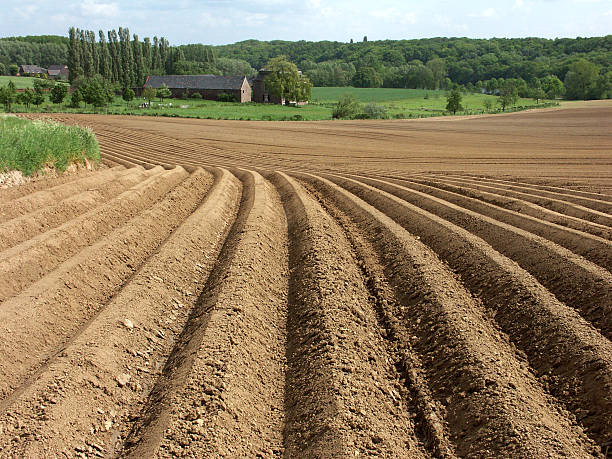 istock Ploughed farmland with furrows,ready for crops in springtime 115864381