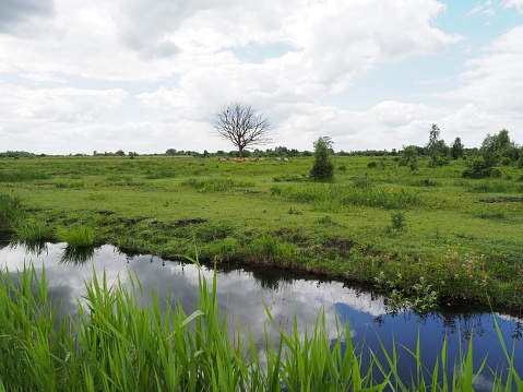 Beautiful wetlands near Cambridge