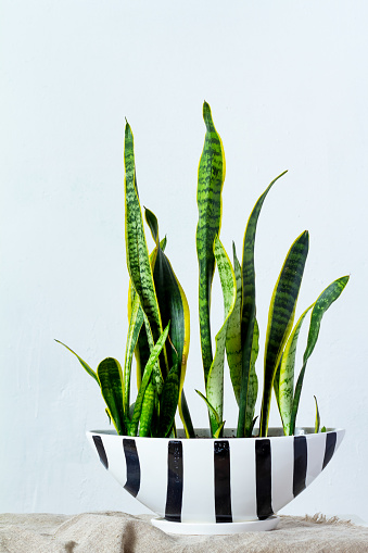 A large sansevieria plant in a long black white pot stands on natural fabric on white console opposite the white textural wall, copyspace