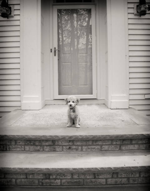 istock Puppy Portrait 1158645778