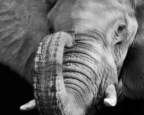 Picture of an elephant eye, trunk, tusks in black and white