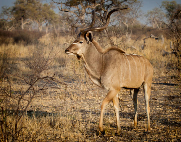 istock Male Kudu 1158645825