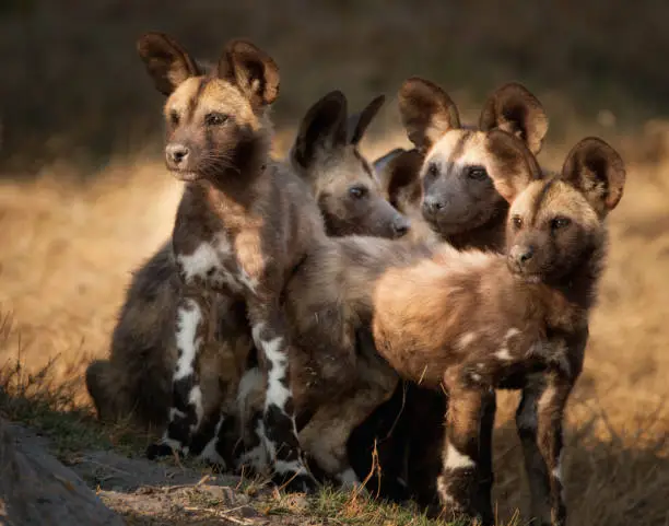 5-month-old African Wild Dog, or "Painted Wolf" Pups