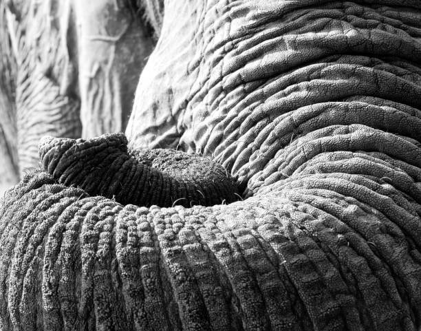 Picture of an elephant eye, trunk, tusks in black and white