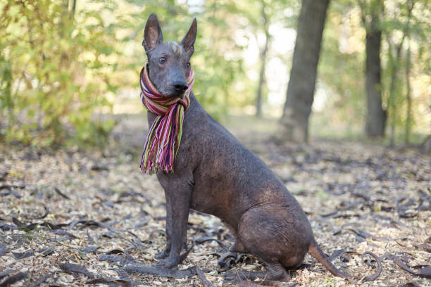 istock Xoloitzcuintle dog (Mexican Hairless dog breed) in bright stripped scarf on the autumn/fall background. 1158647125