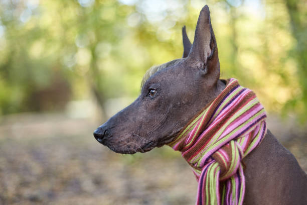 istock Xoloitzcuintle dog (Mexican Hairless dog breed) in bright stripped scarf on the autumn/fall background. 1158647211