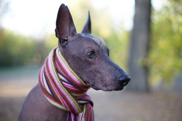 istock Xoloitzcuintle dog (Mexican Hairless dog breed) in bright stripped scarf on the autumn/fall background. 1158647322