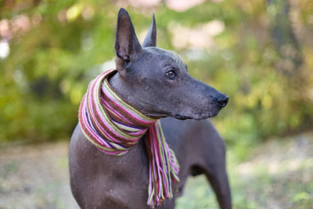 istock Xoloitzcuintle dog (Mexican Hairless dog breed) in bright stripped scarf on the autumn/fall background. 1158647497