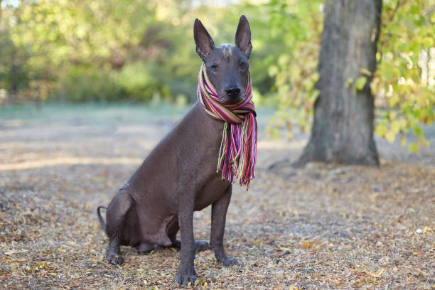 perro xoloitzcuintle (raza de perro sin pelo mexicano) en bufanda despojada brillante en el fondo de otoño / otoño. - perro peruano fotografías e imágenes de stock