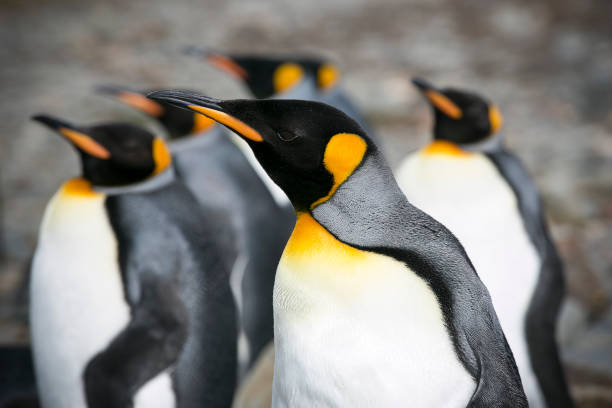 istock King penguins of South Georgia 1158648889