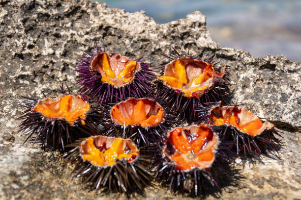istock Fresh sea urchins, sushi 1158649246