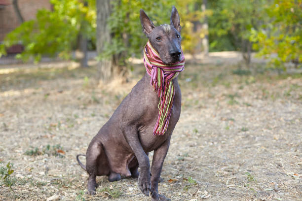 istock Xoloitzcuintle dog (Mexican Hairless dog breed) in bright stripped scarf on the autumn/fall background. 1158649424