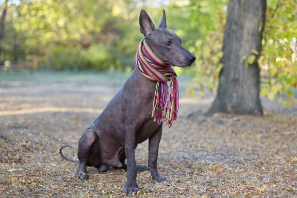 istock Xoloitzcuintle dog (Mexican Hairless dog breed) in bright stripped scarf on the autumn/fall background. 1158650137