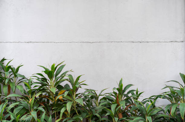 istock white color background of natural cement or stone old wall texture with leaf 1158650213