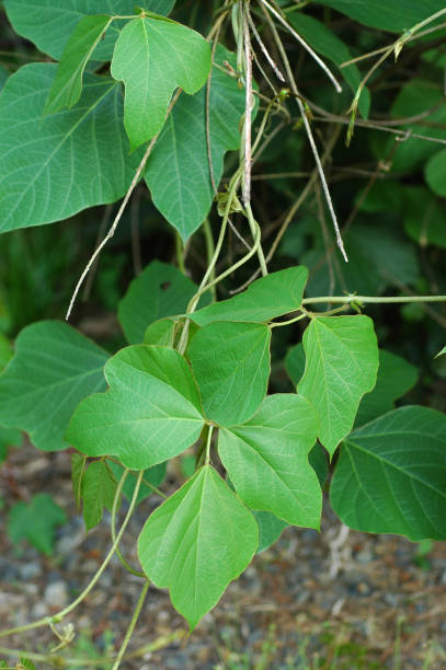 kudzu, pueraria lobata, folhas - kudzu - fotografias e filmes do acervo