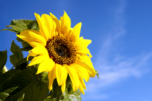A beatiful sunflower.