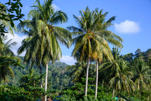 Palm trees on the Tioman Island.