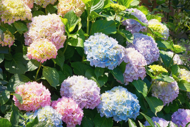 fiori di ortensia in giardino - hydrangea gardening blue ornamental garden foto e immagini stock