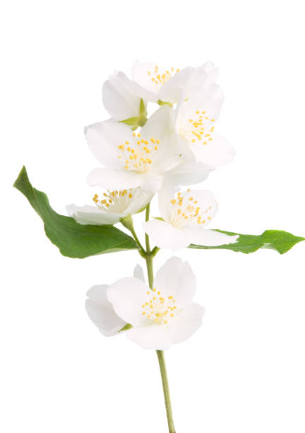 istock beautiful jasmine flower isolated 1158657879