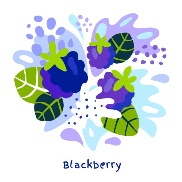 Fresh blackberry berry berries fruits juice splash organic food juicy blackberries splatter on abstract background Fresh blackberry berry berries fruits juice splash organic food juicy blackberries splatter on abstract background vector hand drawn illustrations brambleberry stock illustrations