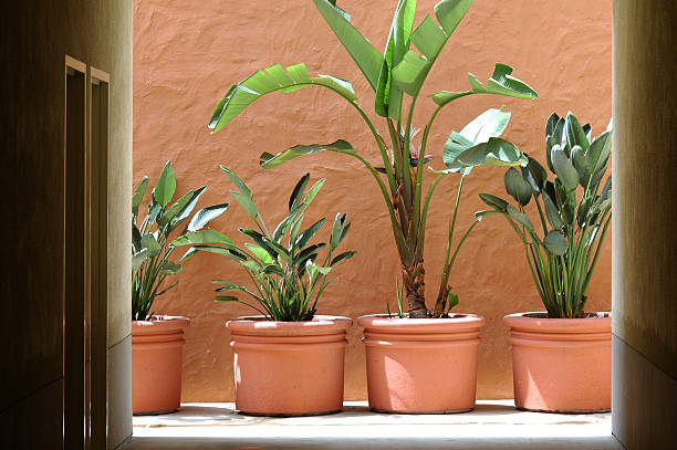 istock plants in terra cotta pots framed in door 115866238