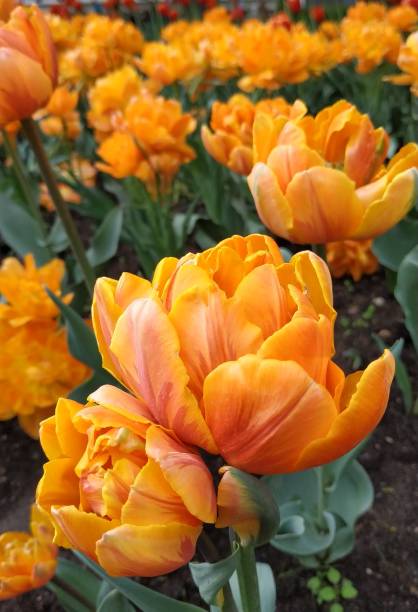 istock Flower bed of tulips 1158662884
