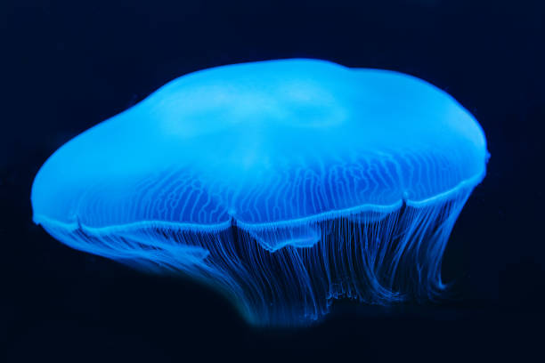 sea moon jellyfish - white spotted jellyfish imagens e fotografias de stock