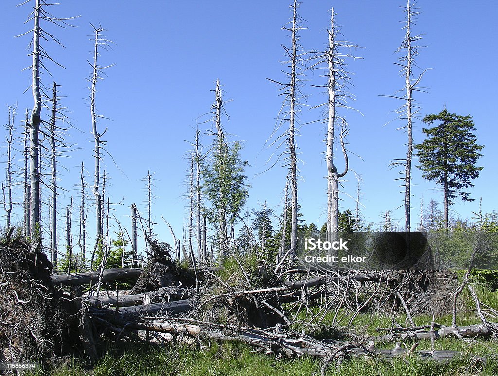 Besonderes forest - Lizenzfrei Abgerissen Stock-Foto