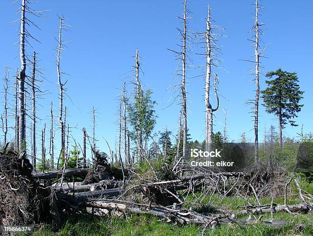 Besonderes Forest Stockfoto und mehr Bilder von Abgerissen - Abgerissen, Abgestorbene Pflanze, Ausgedörrt