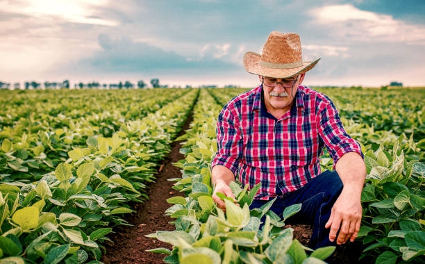 agricultor en un campo de soja. concepto agrícola - judía fotos fotografías e imágenes de stock