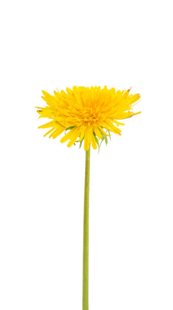 istock beautiful dandelion flower isolated 1158664623
