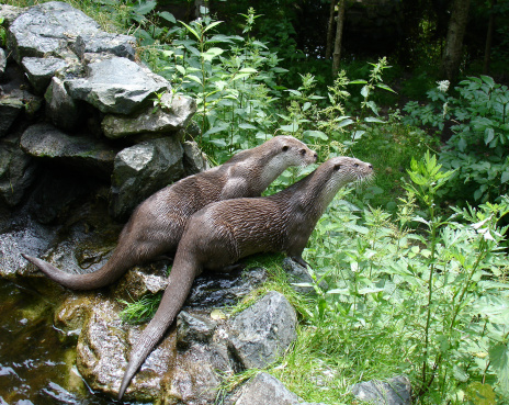 Pair of Smooth Coated Otters on a Grassy Riverbank