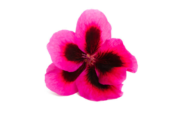 istock beautiful flower pelargonium isolated 1158667155