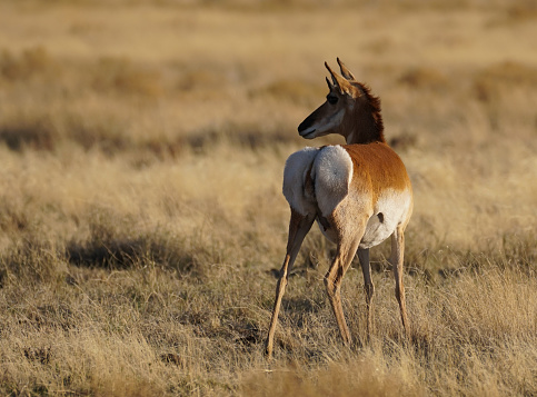 Pregnant Pronghorn Doe stands in a field of grass in the late afternoon.